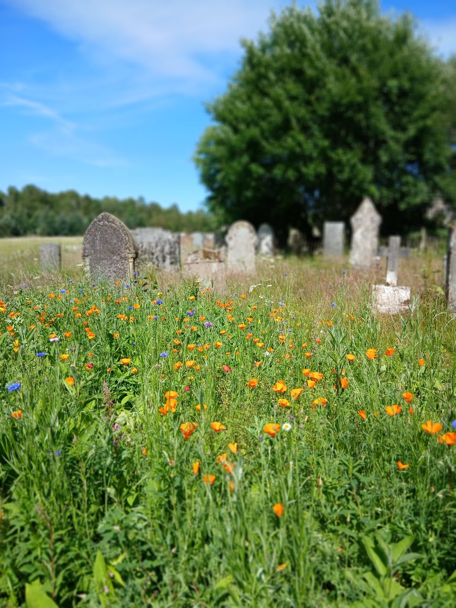 57seoras's tweet image. Cargill cemetery. The wildflower patch looking good and the bees love it but still lots of very aggressive and invasive comfrey, nettles and cleaver (sticky willy) to deal with long term
Rewilding is never such.
#wildflowers #cemetery