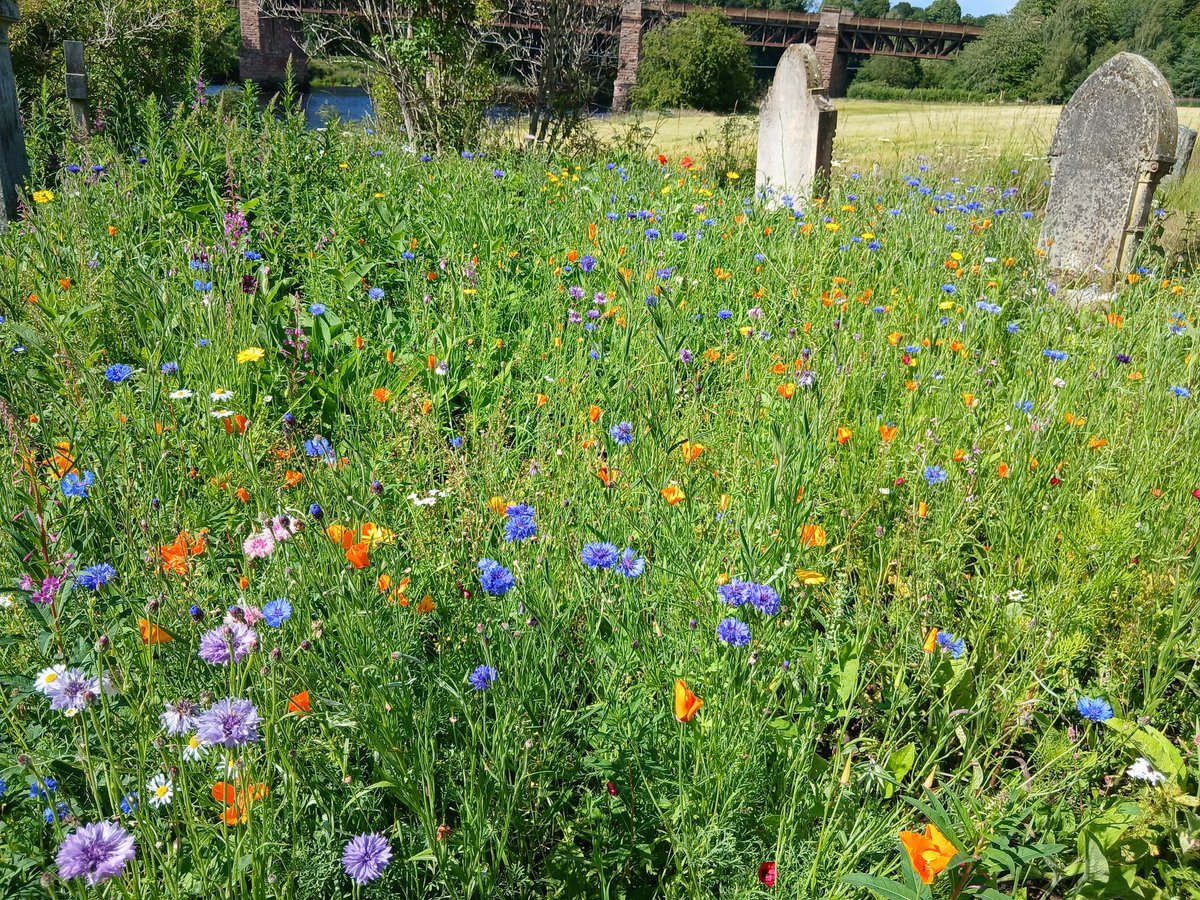 57seoras's tweet image. Cargill cemetery. The wildflower patch looking good and the bees love it but still lots of very aggressive and invasive comfrey, nettles and cleaver (sticky willy) to deal with long term
Rewilding is never such.
#wildflowers #cemetery