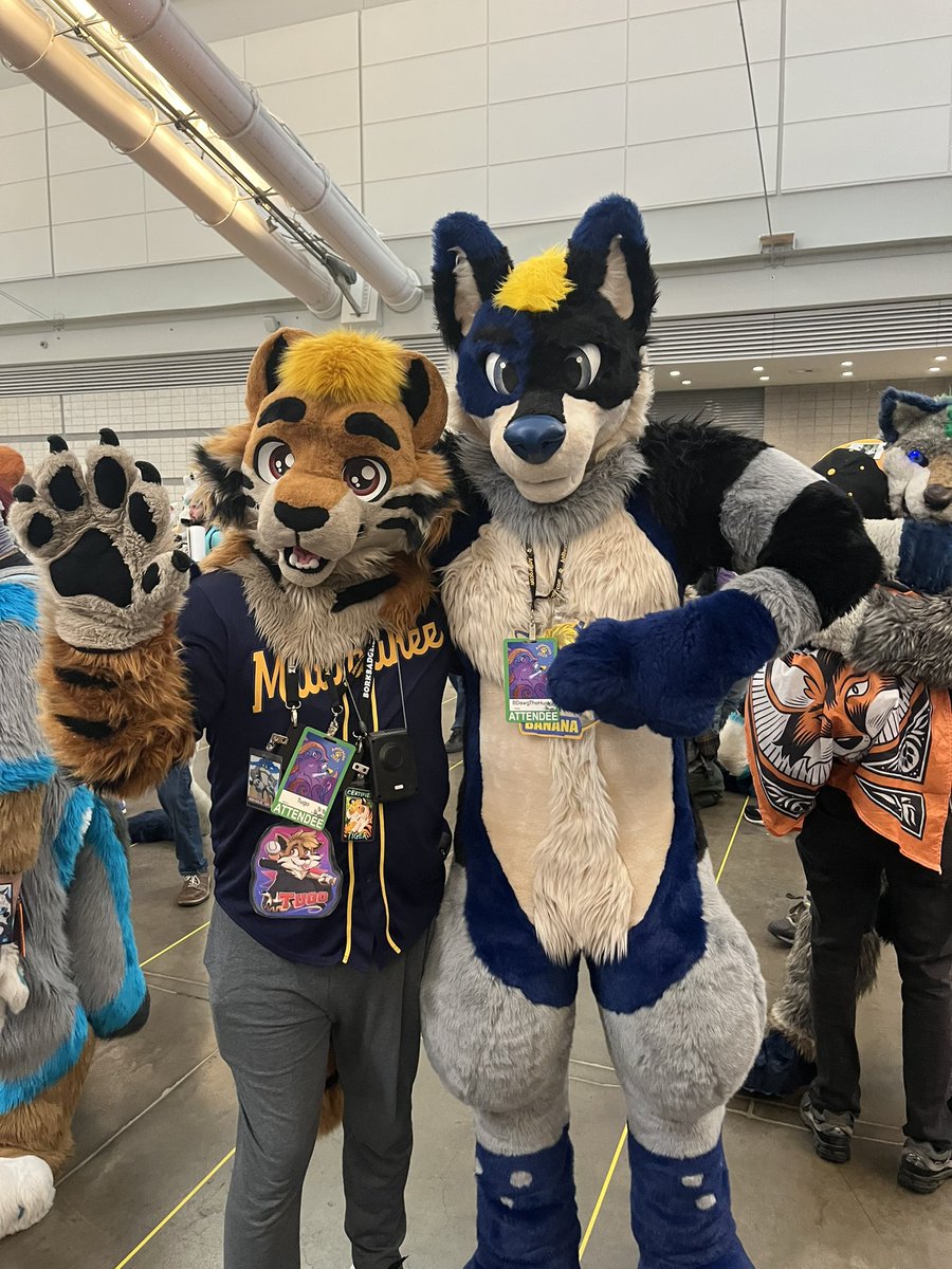 tugotiger's tweet image. Beyond excited to see @BDawgTheHusky at AC! Absolutely love that Fursuit of yours, and was so happy to see you!