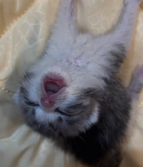 stickydacat's tweet photo. MY BAIN GOING TO EXPODE https://t.co/6WDFxJrGkp