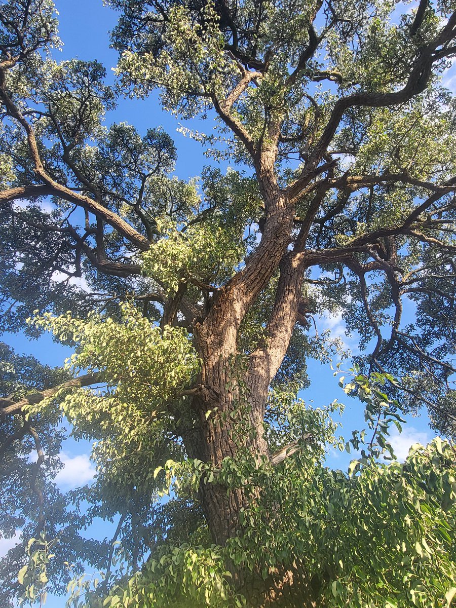 PitchfordEstate's tweet image. Old hedgerow pear tree in full fruit. Possibly Perry Pears but will get it identified with the help of the Marcher Apple Network and Aberystwyth University #Shropshire #pears