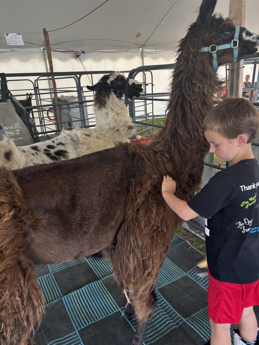Indiana4h's tweet image. It's so much fun to see 4-H fair photos from across the state! 🍀 As an alum or a current 4-H’er, tell us your 4-H fair story at 4-H.org/events/share-a…. 📷: Purdue Extension Kosciusko County 4-H
