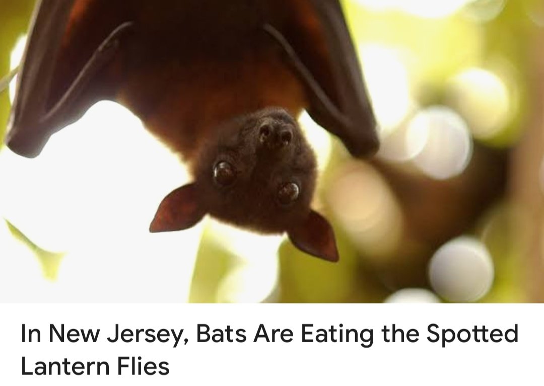 Did you know bats are now being recognized as unexpected allies in the fight against spotted lanternflies, a major threat to New Jersey’s agriculture?

Also, didn't know this till today but they sell bat boxes, would you like one of these critters in your backyard?