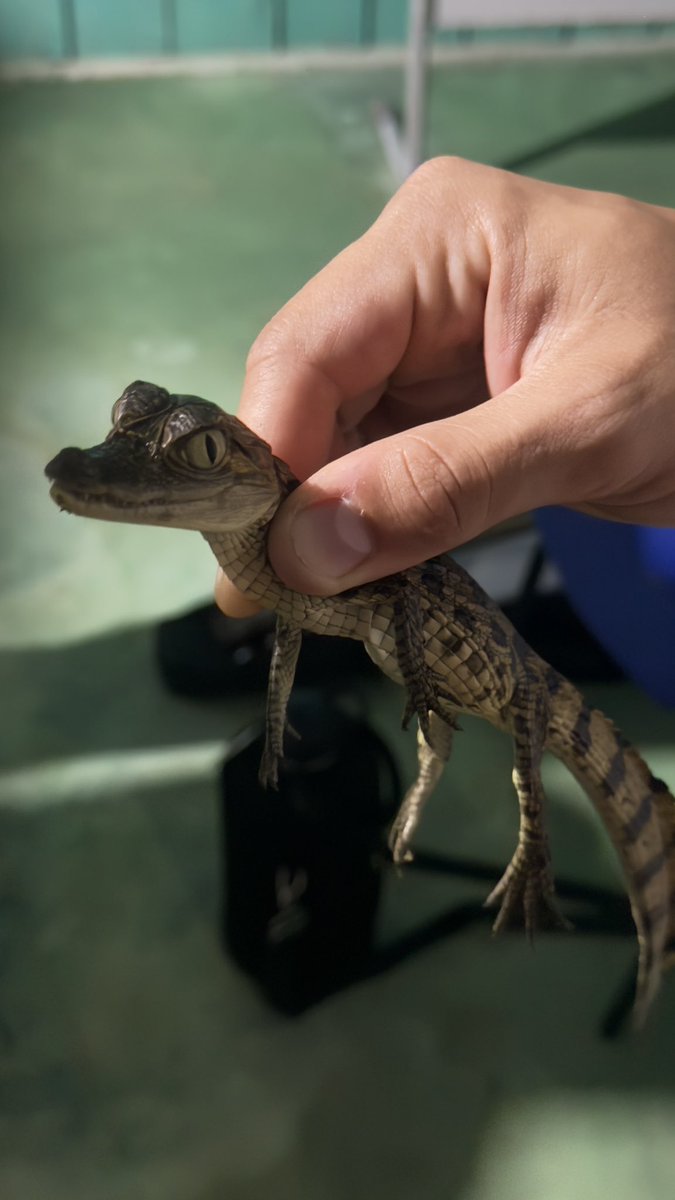 daanimay's tweet image. simplesmente me amazônie