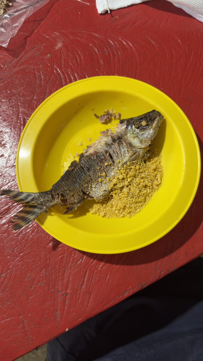 daanimay's tweet image. simplesmente me amazônie