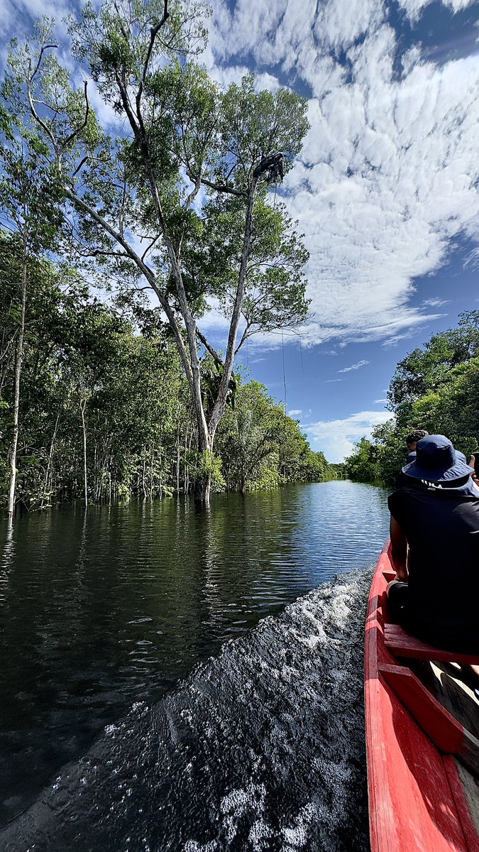 daanimay's tweet image. simplesmente me amazônie