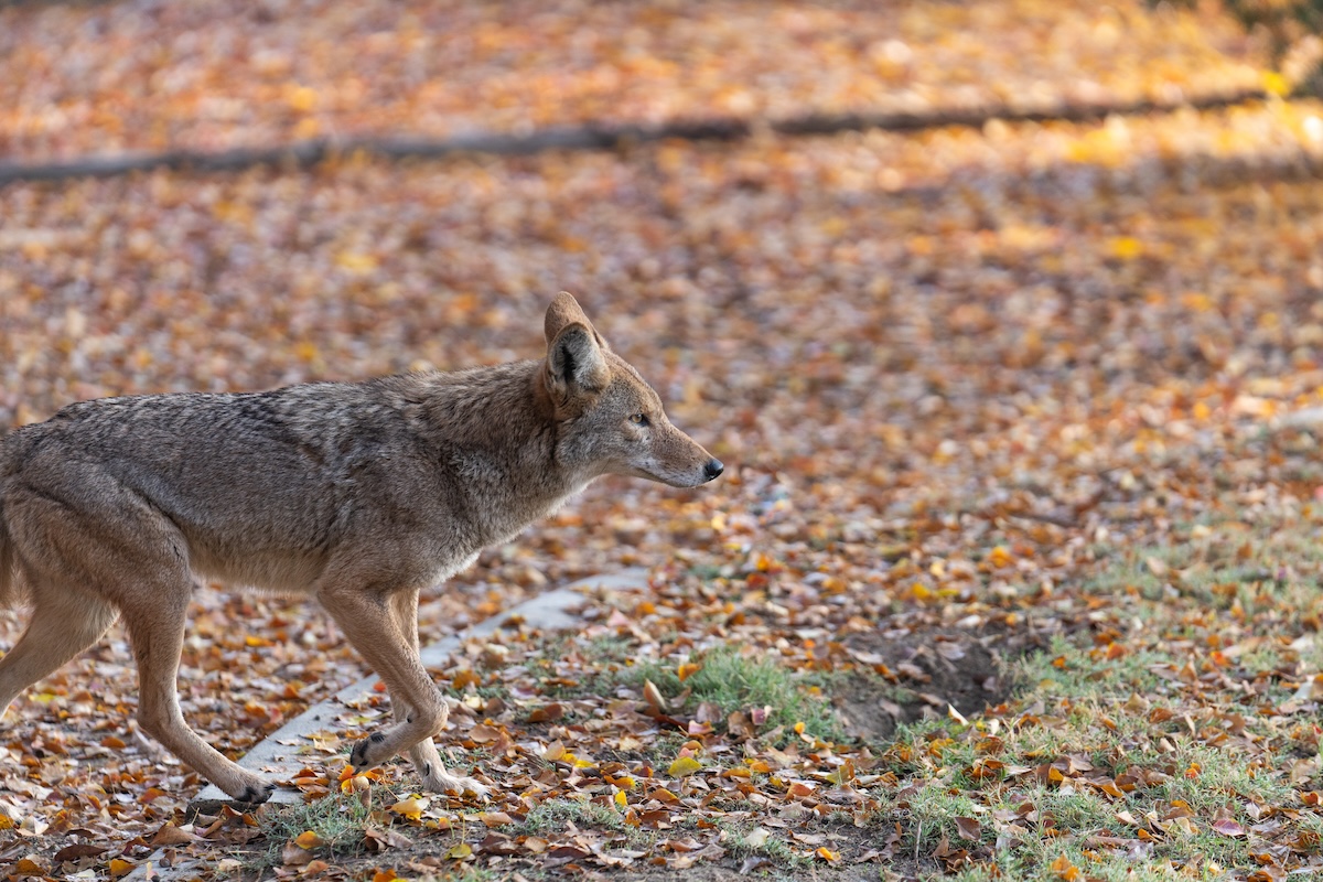 If you're on campus, you never know when you might cross paths with some of our #CSUB wildlife 👀 It's one of the university's unique quirks! 

A reminder: admire from a distance and let them roam safely.🐾 

📸: Arthur Schneider

#CSUBWildlife #KernCountyUniversity