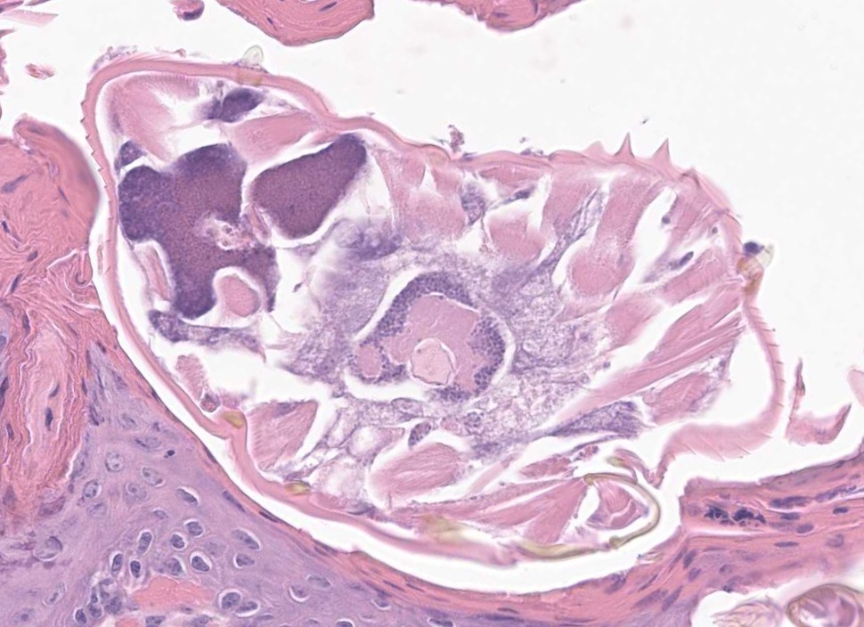 VetPathophile's tweet photo. Ok, Team #VetPath, it's Monday, let's go!
What's the deal with these biopsy findings in a pig?
❓Histopath features
❓Cause https://t.co/6TzEXxbDEh