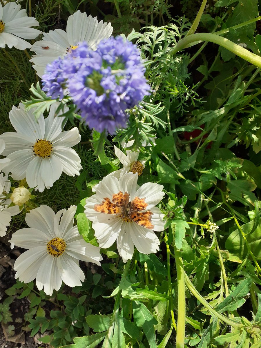 jontybobs's tweet image. A beautiful  #comma butterfly on the cosmos #peakdistrict #Derbyshire