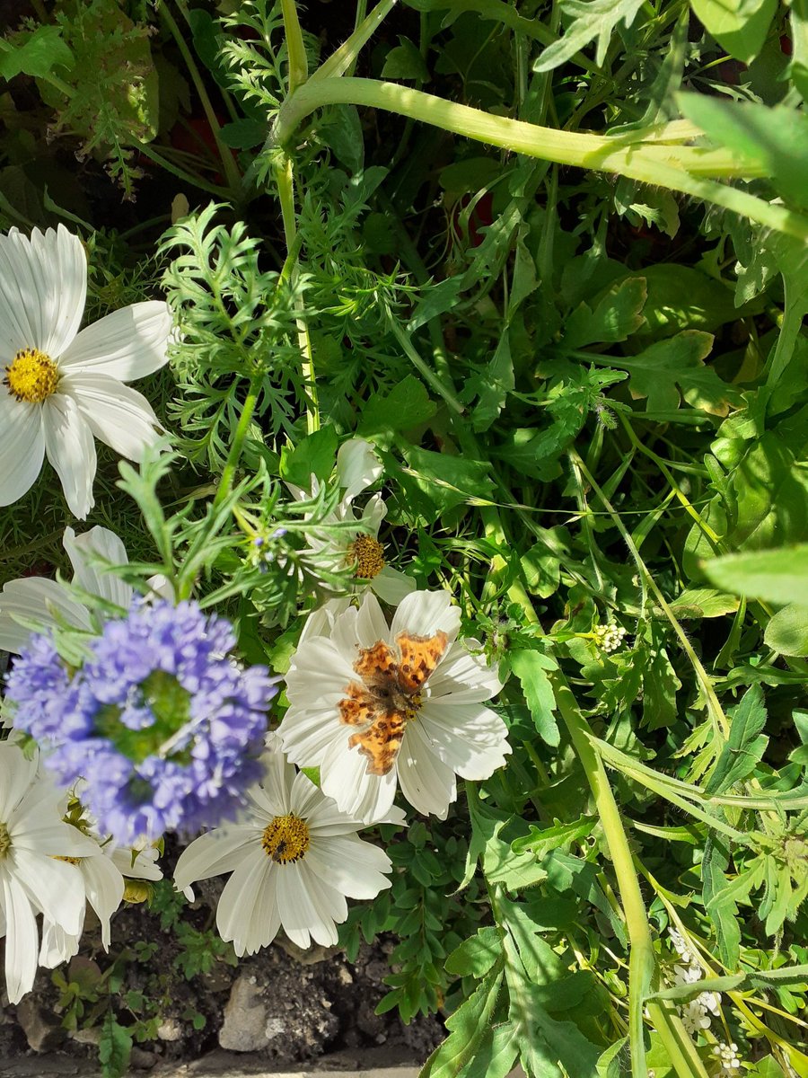 jontybobs's tweet image. A beautiful  #comma butterfly on the cosmos #peakdistrict #Derbyshire