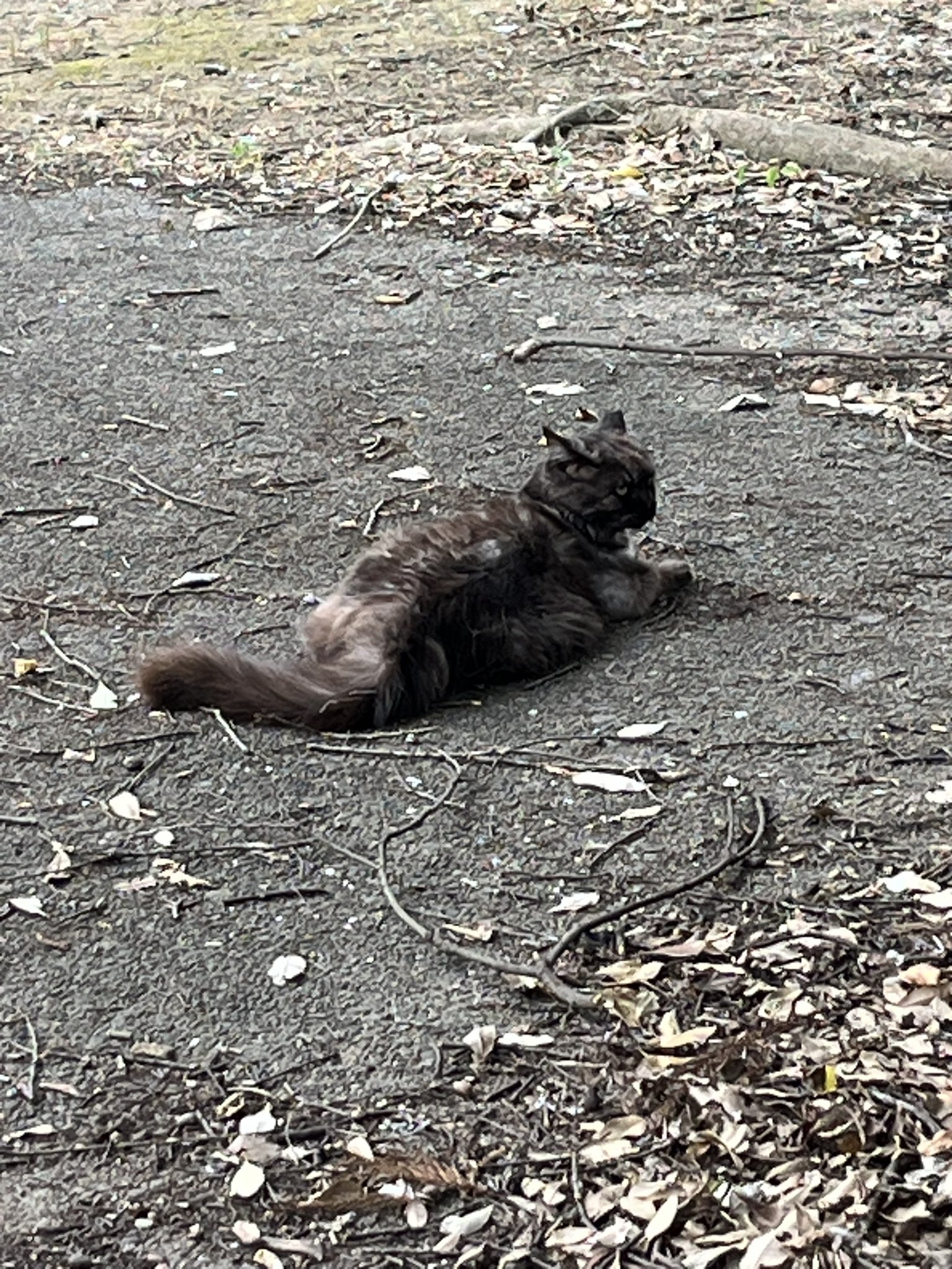 猫神様にお願い | Newお家に帰ろう。