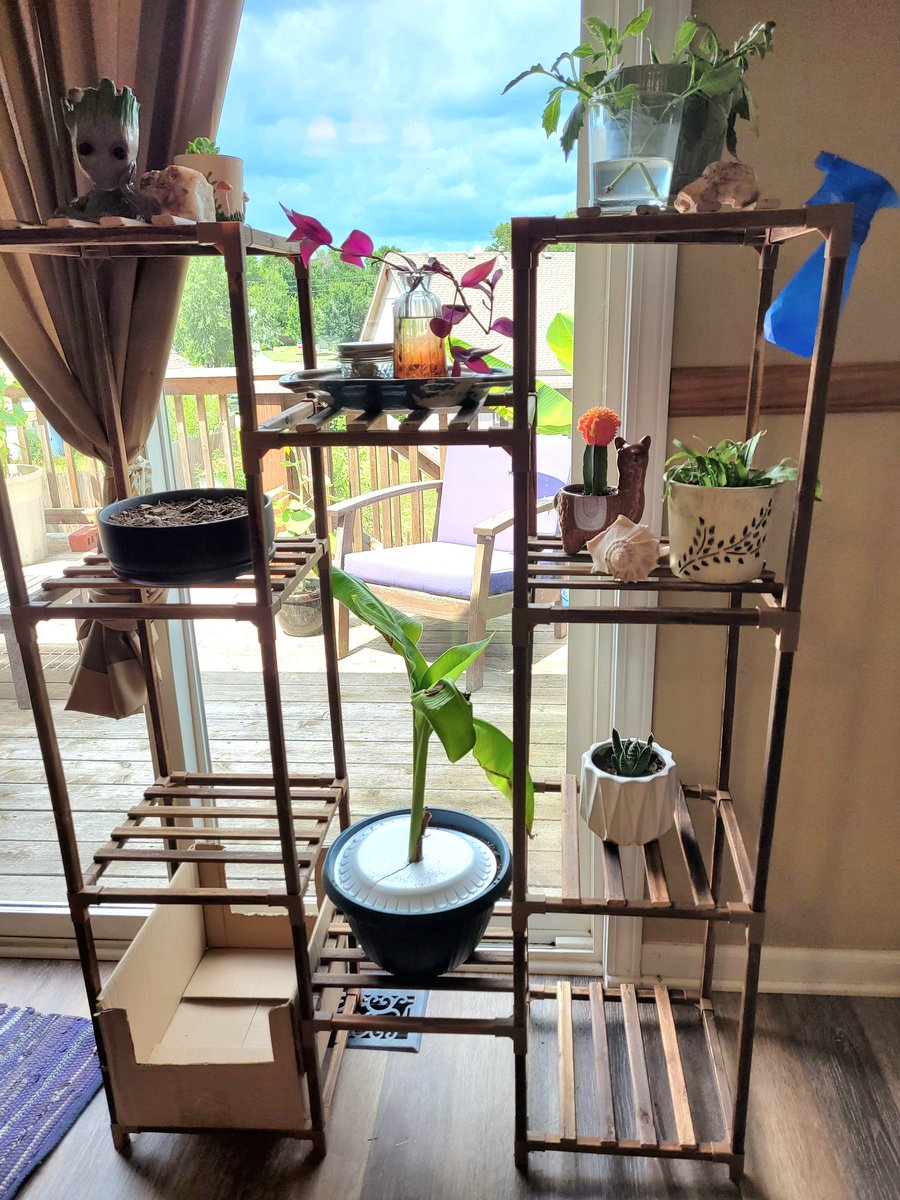 New plant acquired! 🌵 

His name is Herbert and I love him.

#Plantmama