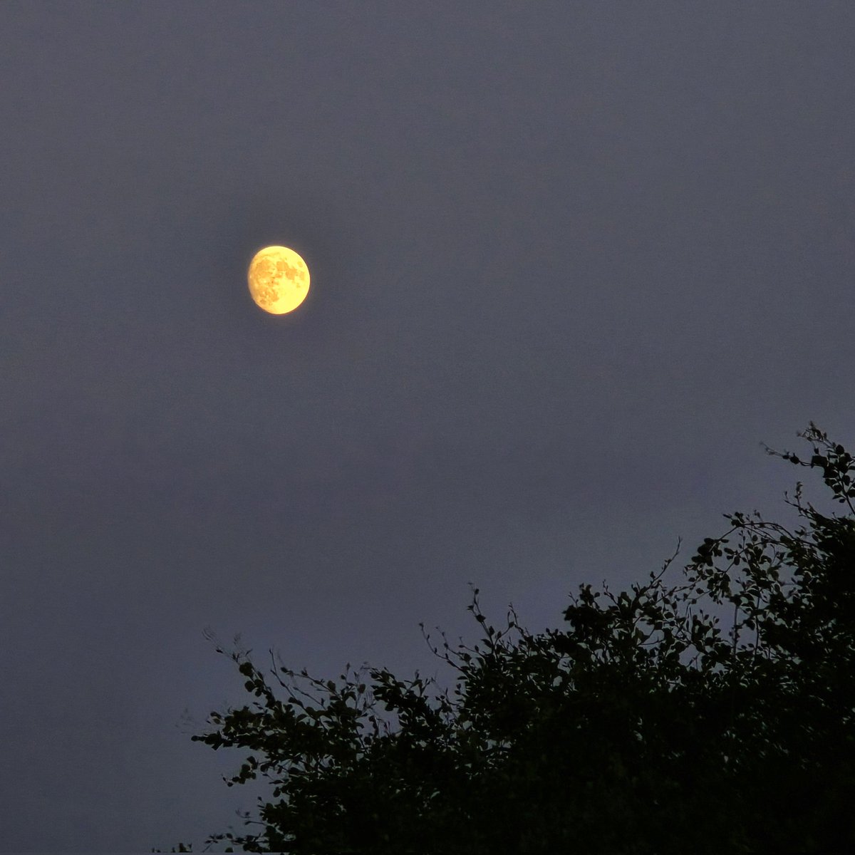 Peter Lewis (@peterlewis55) on Twitter photo This evening's Moon looks great and quite yellow due to it being quite low in the South. Waxing at 91.1% full. It'll be a 'Buck' when 100% on Thursday and just skirting the horizon. <a href="/StormHour/">#StormHour</a> <a href="/ThePhotoHour/">#ThePhotoHour</a> <a href="/MoonHourSocial/">#MoonHour™️Social</a> #MoonHour This evening's Moon looks great and quite yellow due to it being quite low in the South. Waxing at 91.1% full. It'll be a 'Buck' when 100% on Thursday and just skirting the horizon. <a href="/StormHour/">#StormHour</a> <a href="/ThePhotoHour/">#ThePhotoHour</a> <a href="/MoonHourSocial/">#MoonHour™️Social</a> #MoonHour