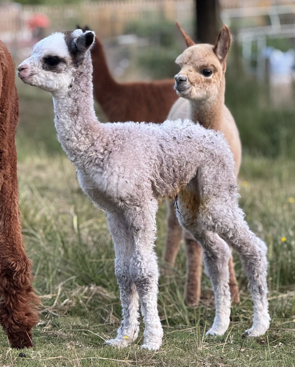 Amiryck Alpaca tweet media