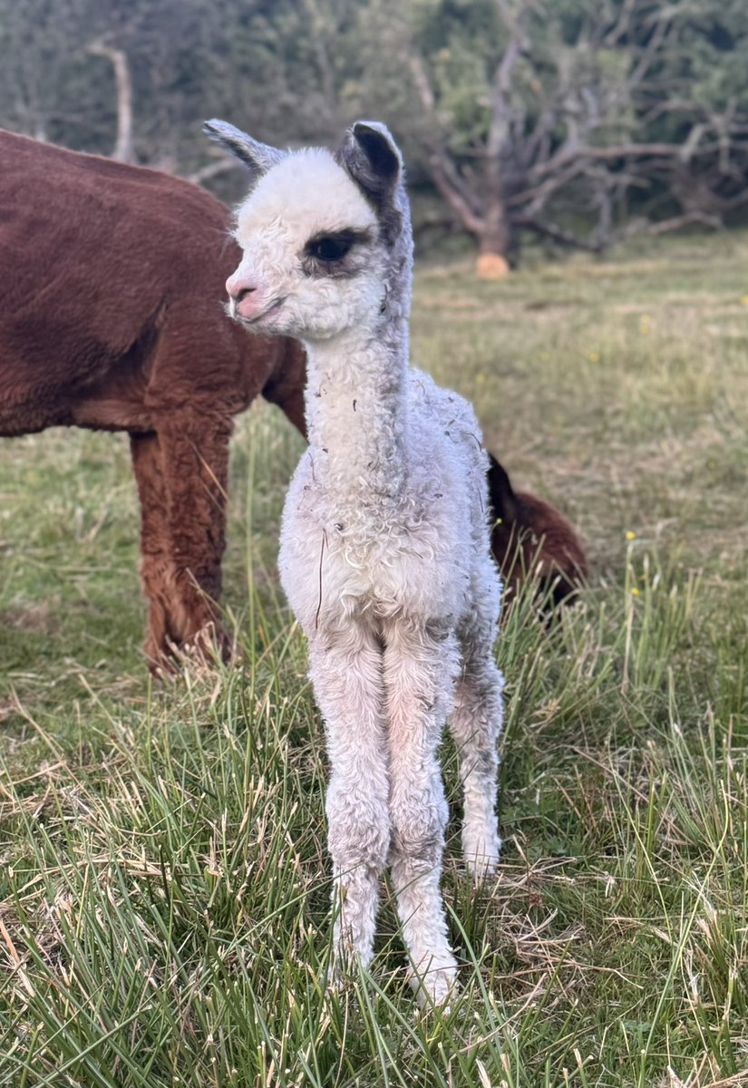 Amiryck Alpaca tweet media