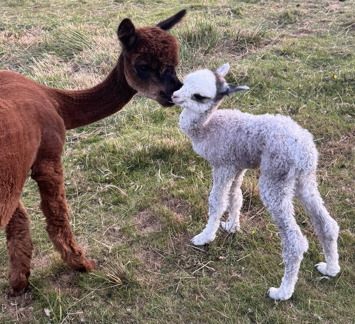 Amiryck Alpaca tweet media