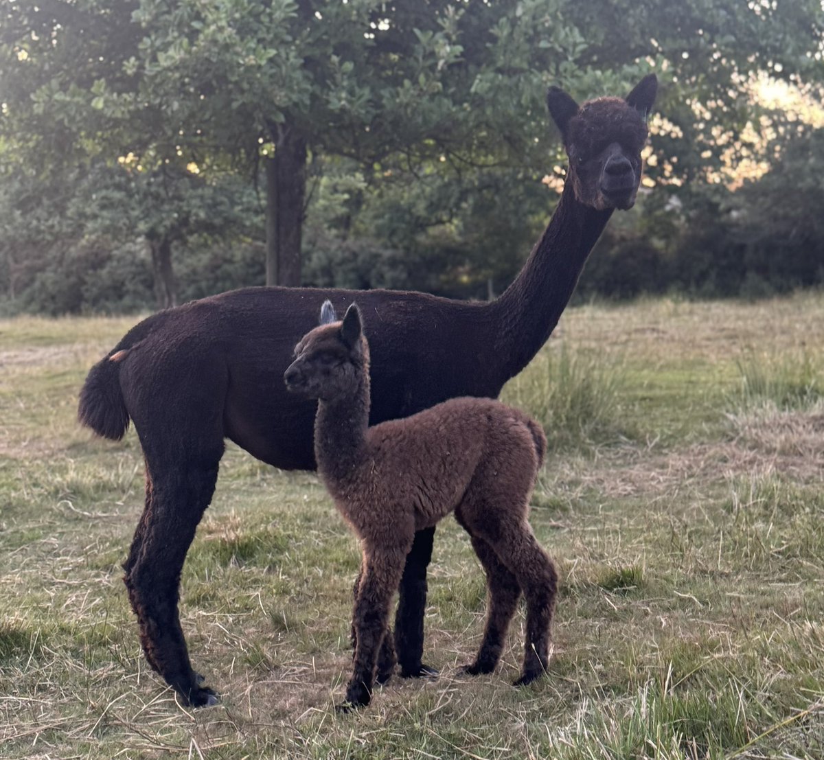 Amiryck Alpaca tweet media