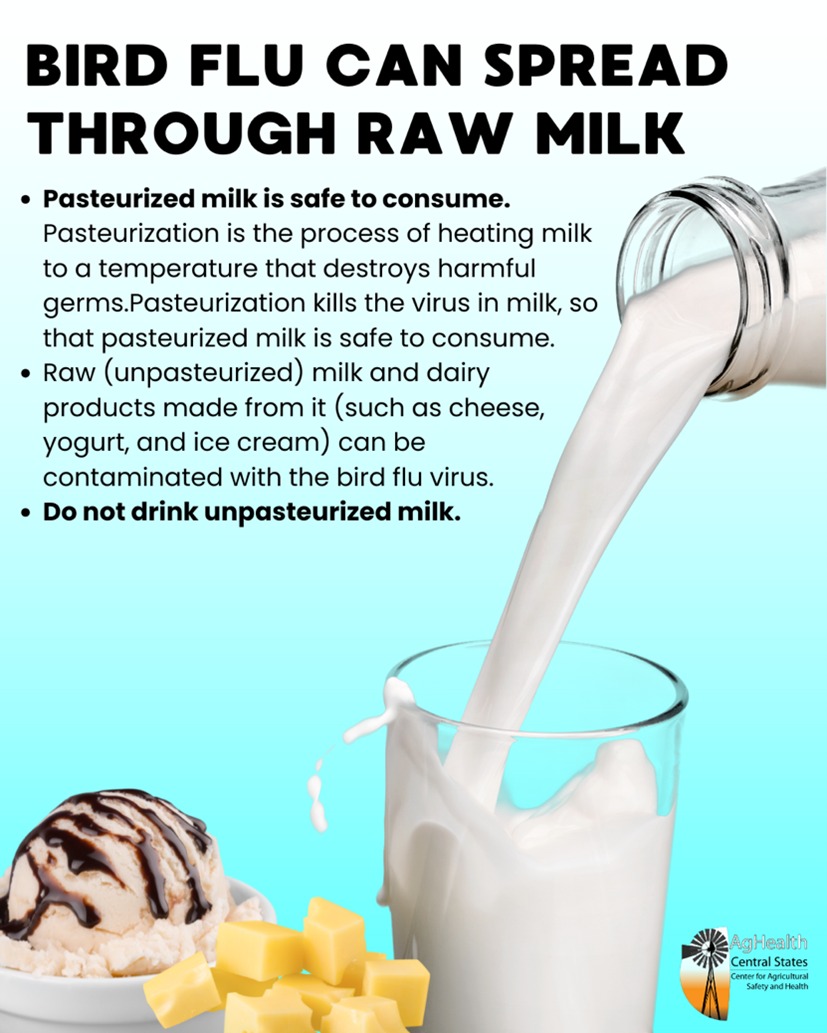 unmccscash's tweet image. 🥛 Raw Milk & Bird Flu: Know the Risks 🦠 Drinking raw (unpasteurized) milk can expose you to the bird flu virus — a serious health threat. Pasteurization kills harmful germs and makes milk safe to drink. 🔗 Learn more: unmc.edu/publichealth/c…