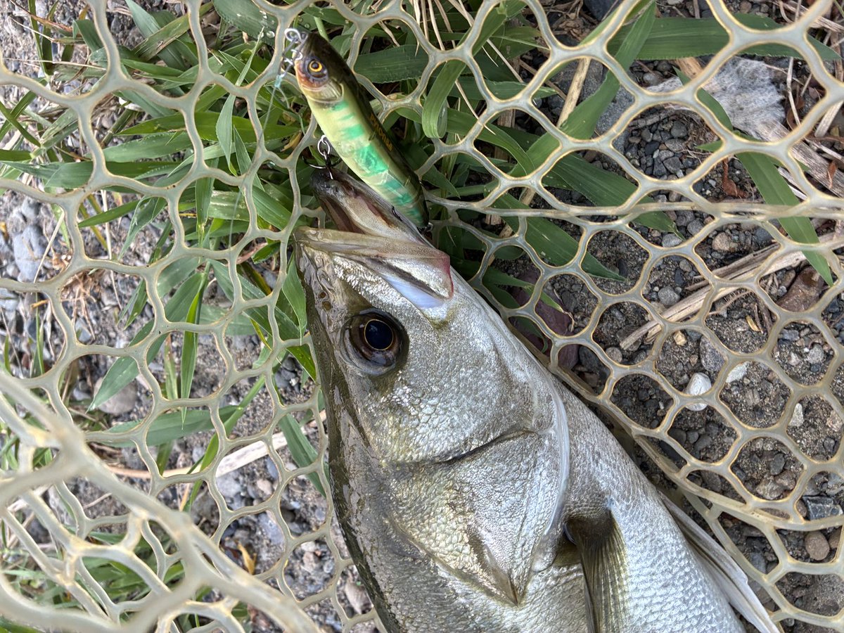 平日朝マズメ、水面爆発。
満足の一本。