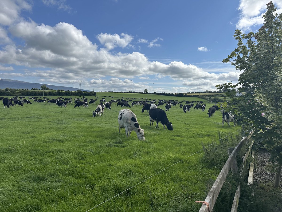 Irish Dairy Farming at its very best 🐄 🐄 🐄 #Agriculture #Dairying #Ireland 🇮🇪