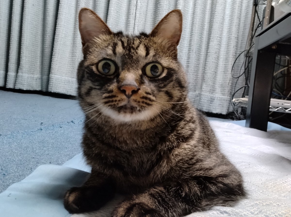 おはようございます*ฅ´ω`ฅ*
今朝のにゃおはまったり寛いでました*ฅ´ω`ฅ*
今日もどうぞよろしくお願いします！
良い１日をお過ごしくださいね✨