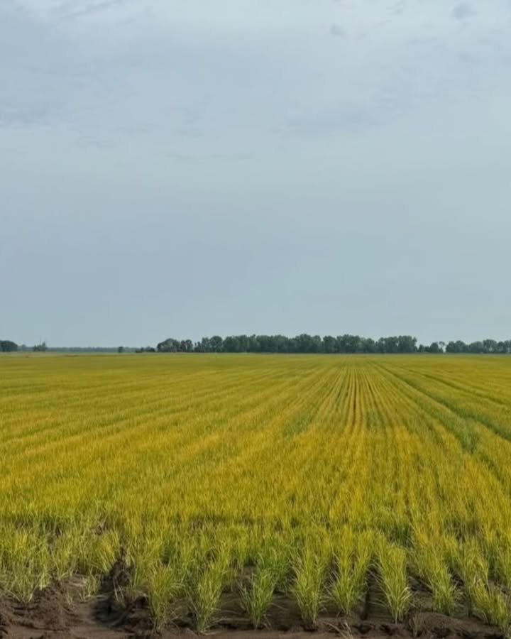 bw_fusion's tweet image. 10 Days. Big Difference. 

Check out this rice field side-by-side from R&amp;amp;R Farms in Mississippi. Proof that a powerful nutrition plan pays off. 

1st photo: Taken right after herbicide drift of Liberty and Roundup on June 18th. 
Grower took action on June 20th with Relax RX,…