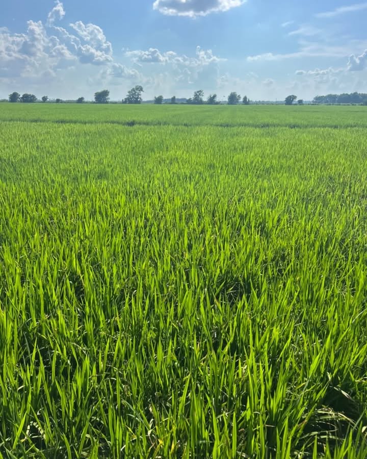 bw_fusion's tweet image. 10 Days. Big Difference. 

Check out this rice field side-by-side from R&amp;amp;R Farms in Mississippi. Proof that a powerful nutrition plan pays off. 

1st photo: Taken right after herbicide drift of Liberty and Roundup on June 18th. 
Grower took action on June 20th with Relax RX,…