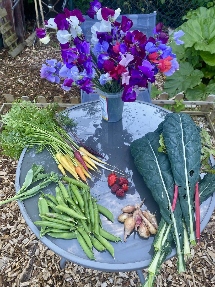 tonight’s harvest 🥬