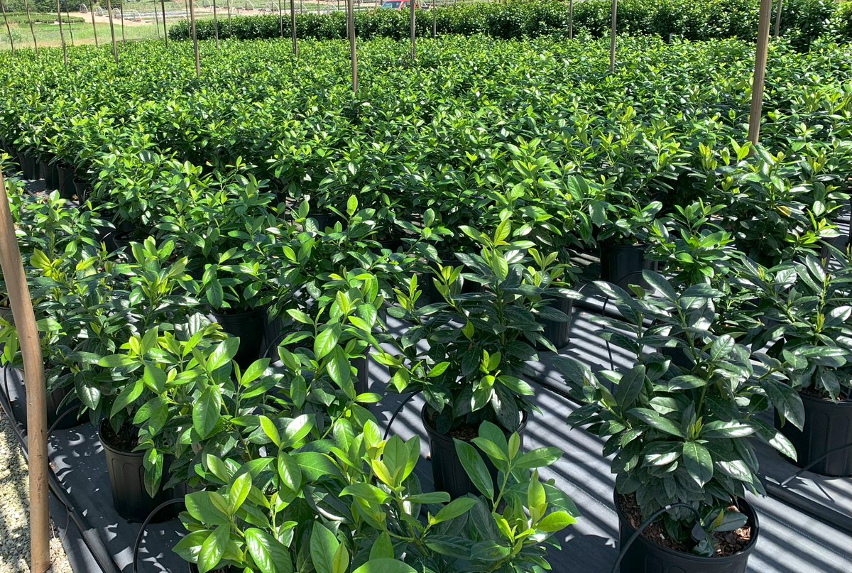 Ranabhat Nar (@utplantpathodoc) on Twitter photo It was a hot week, but always a pleasure to connect with ornamental nursery growers in Warren County TN, and collaborate to find Real Life Solutions <a href="/epp_tn/">UT Entomology & Plant Pathology</a> <a href="/utextension/">UT Extension</a> <a href="/UTIAg/">UT Institute of Agriculture</a> It was a hot week, but always a pleasure to connect with ornamental nursery growers in Warren County TN, and collaborate to find Real Life Solutions <a href="/epp_tn/">UT Entomology & Plant Pathology</a> <a href="/utextension/">UT Extension</a> <a href="/UTIAg/">UT Institute of Agriculture</a>