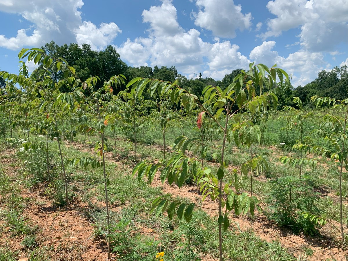 Ranabhat Nar tweet media