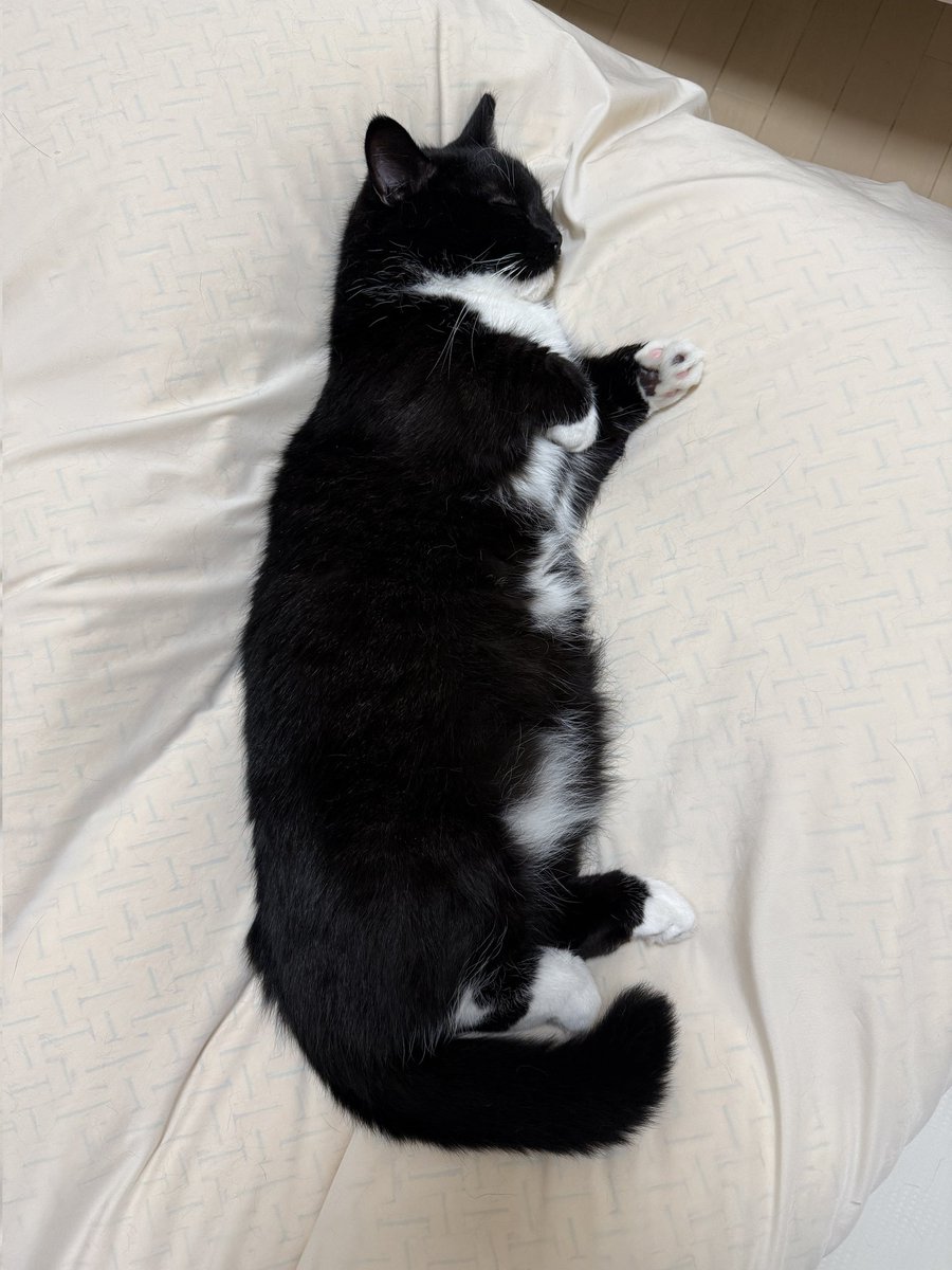 How is he this cute just by sleeping?