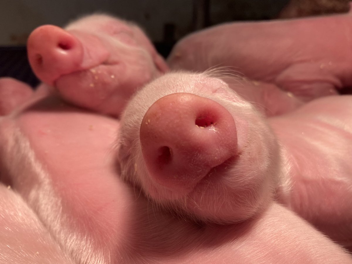 Truste…
Vanuit de warme kraamkamers 🥰
❤️#zorg 🐷#varkens 🐽🐽