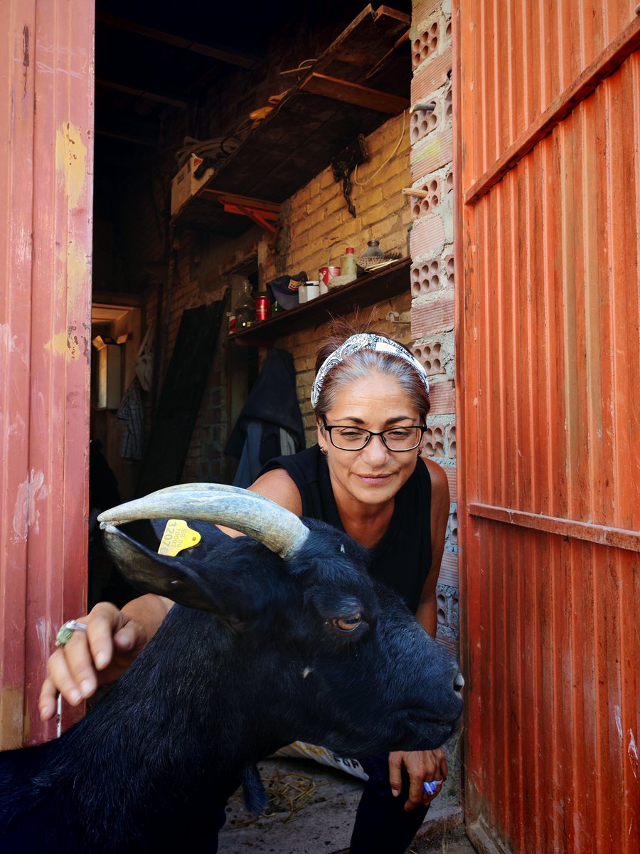I just bought a goat she's lovely
