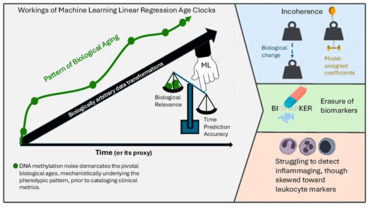 GeroScienceAGE's tweet image. 🔥Fresh OA🔓 Rapid Communication in GeroScience
Misalignment of age clocks by Xiaoyue Mei & Irina M. Conboy et al.
rdcu.be/evdDh
#BiologicalAging #elasticnetregression #machinelearning
