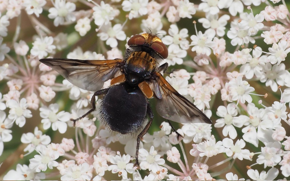 Bob Chapman (@bobservablelife) on Twitter photo I am assuming this is an unusually dark specimen of Ectophasia crassipennis, there were lots of typically coloured ones about too. In S. Hants this afternoon. <a href="/DipteristsForum/">Dipterists Forum</a> I am assuming this is an unusually dark specimen of Ectophasia crassipennis, there were lots of typically coloured ones about too. In S. Hants this afternoon. <a href="/DipteristsForum/">Dipterists Forum</a>