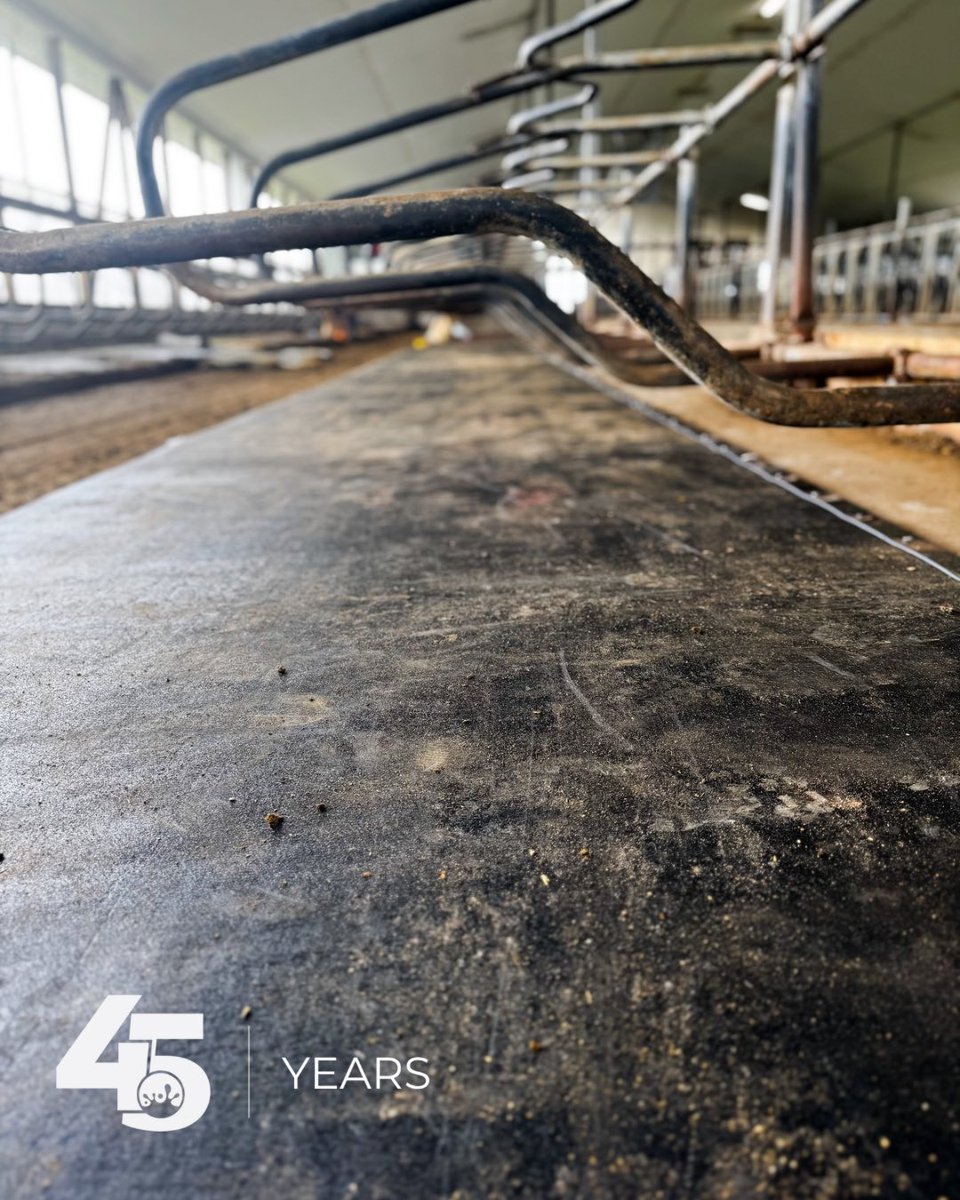 Check out this beauty mat job our team tackled today! 👀🐄

The crew was out at Grassy-Lea Farms just outside of Woodstock, replacing worn-out mats with fresh new Promat Inc. Comfort Mats! 🛠️✨

Out with the old, and in with upgraded cow comfort! 🐮💤

Do you have tired mats that