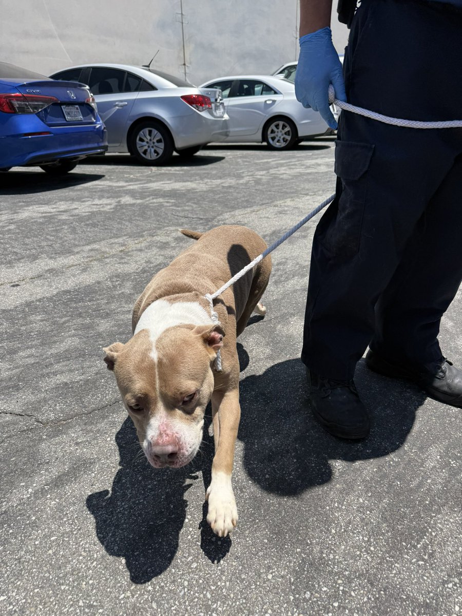 JUST IN:

The 3 dogs who were all set to be Euthanized today at the Carson Animal Shelter in LA have been RESCUED from the kill shelter just hours before they were set to be killed after my friends Daniel Starr, Mike and I connected with a local shelter in Ventura, CA called