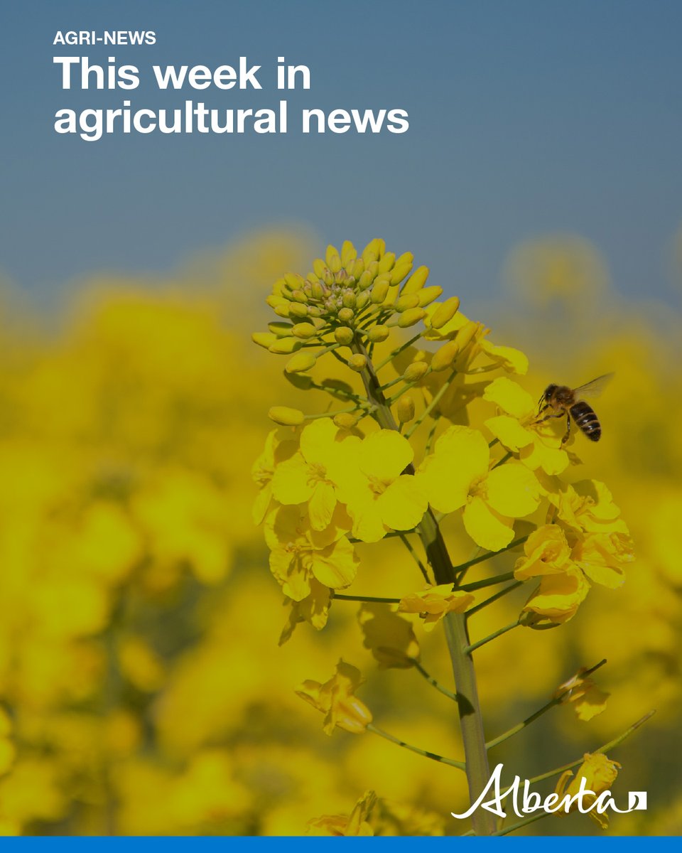 Alberta Agriculture and Irrigation (@albertaag) on Twitter photo This week in Agri-News:
💰 Rural economic growth
☑️ Check-off collection rules
🌾 Crop condition rates
🐄 Cattle compensation limits 
🌱 Stripe rust observed
🍃 Cereal leaf spot disease
🚰 Water for beef cattle
📈 Markets, events & more!
Read more: secure.campaigner.com/CSB/Public/arc… 
#abag This week in Agri-News:
💰 Rural economic growth
☑️ Check-off collection rules
🌾 Crop condition rates
🐄 Cattle compensation limits 
🌱 Stripe rust observed
🍃 Cereal leaf spot disease
🚰 Water for beef cattle
📈 Markets, events & more!
Read more: secure.campaigner.com/CSB/Public/arc… 
#abag