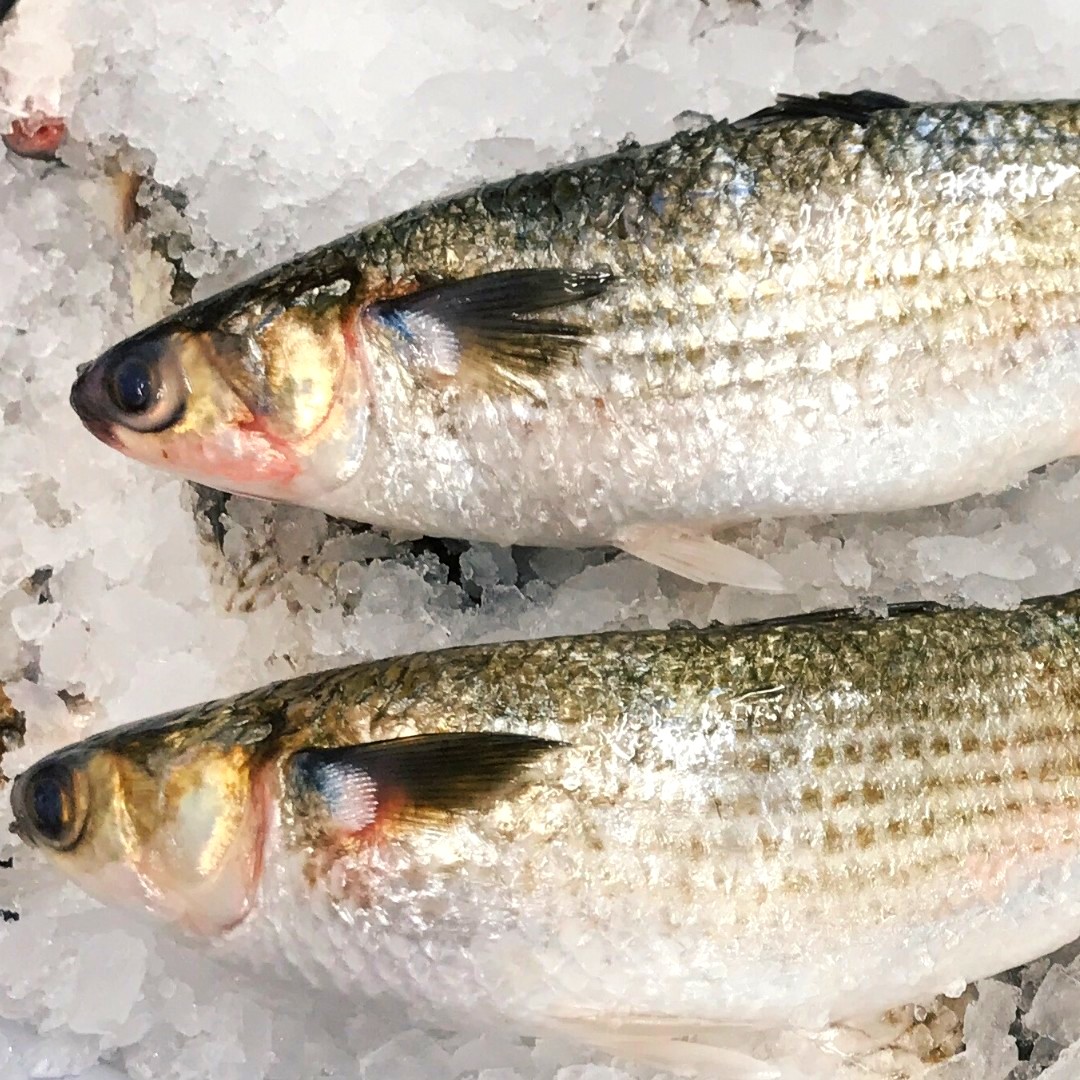 And just like our Summer Seasonal Seafood Subscription is here. Starting this week on Thursday, July 10th, receive two selections of the finest NC Seafood summer has to offer. Details and sign here localsseafood.com/seafood-share/