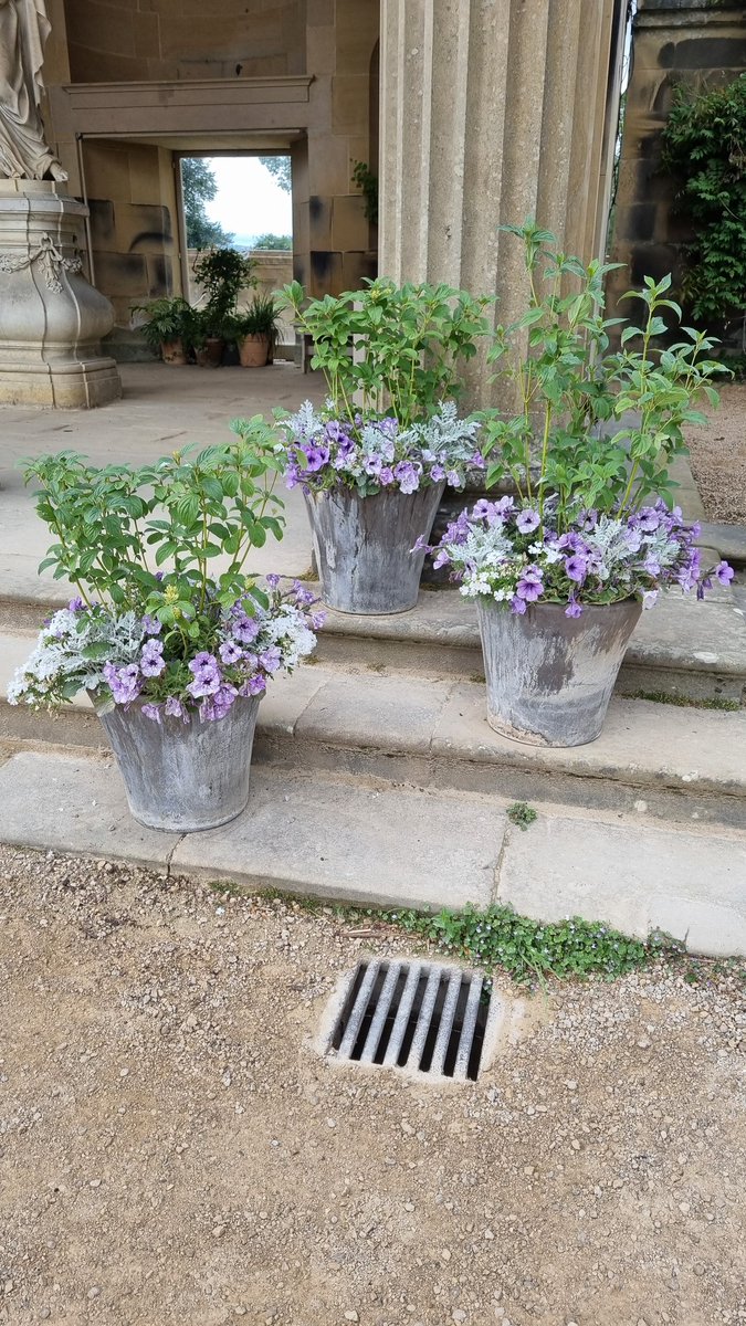 templespatogo's tweet photo. A long overdue visit to Chatsworth gardens. Loved exploring and found new inspiration for our garden. Masses of grasses, aged terracotta pots and mahoosive succulents
#gardenideas #buxtonshire #chatsworth https://t.co/9IwzL9IqDK