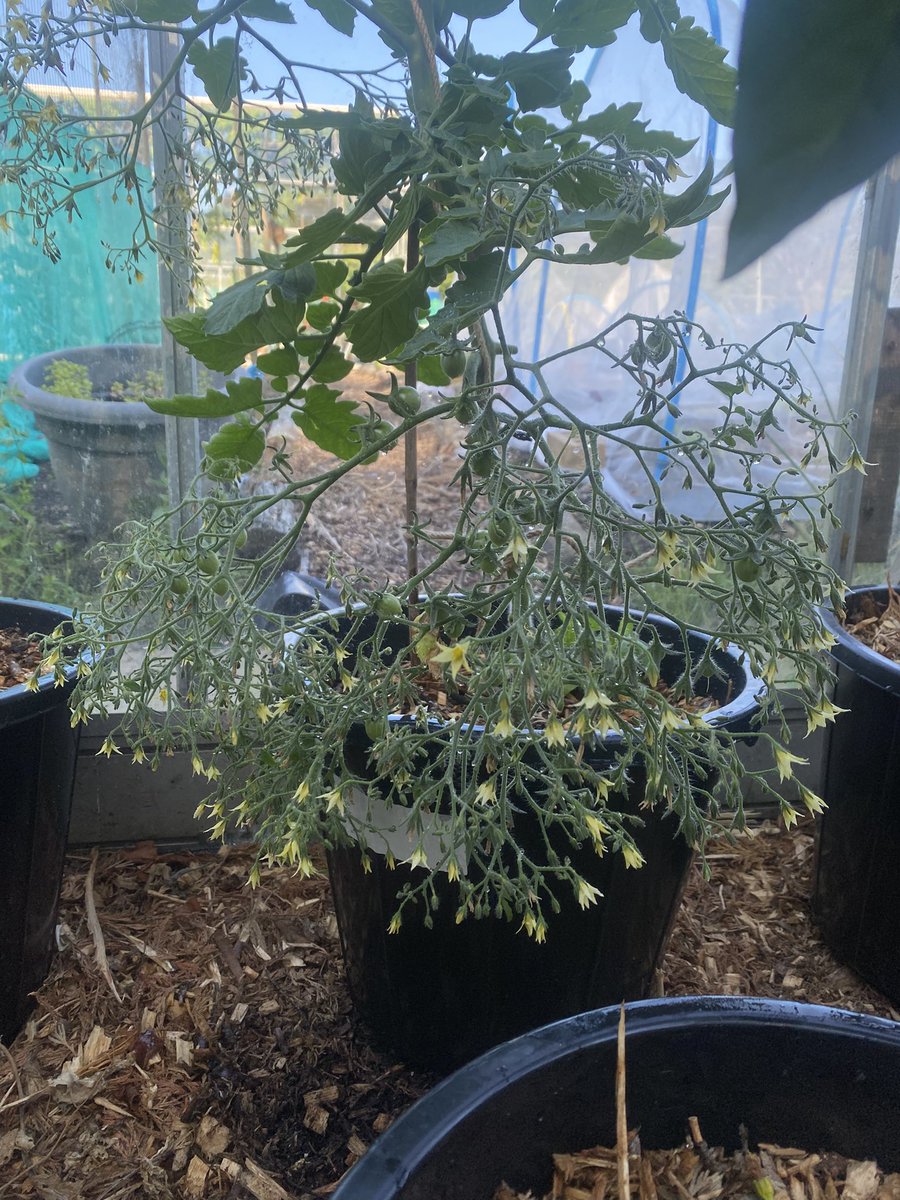 never seen a tomato plant with this many trusses on it before.