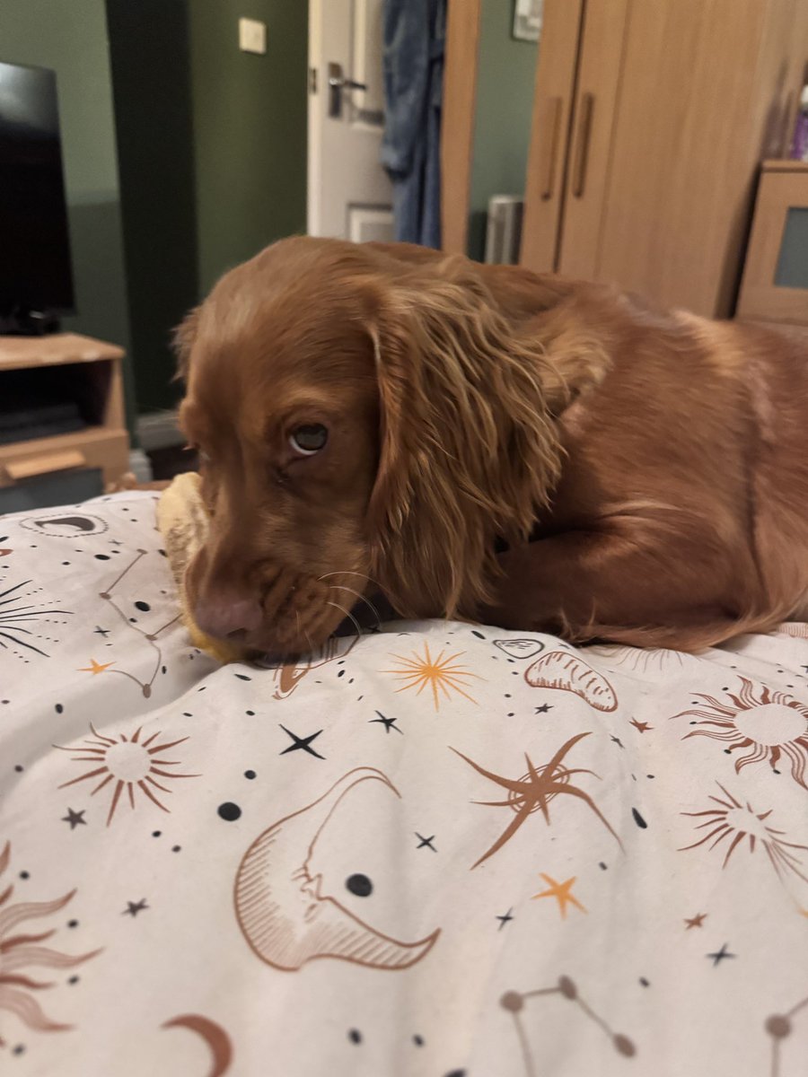 After 48 hours of internet darkness and BT support baffled and our tempers frayed, the BT engineer arrived… 

He very politely took us to the back yard, and pointed out where Pheobe had ripped the internet cables clean out the wall. 

Sorry <a href="/bt_uk/">BT</a> 

Not innocent, and very guilty