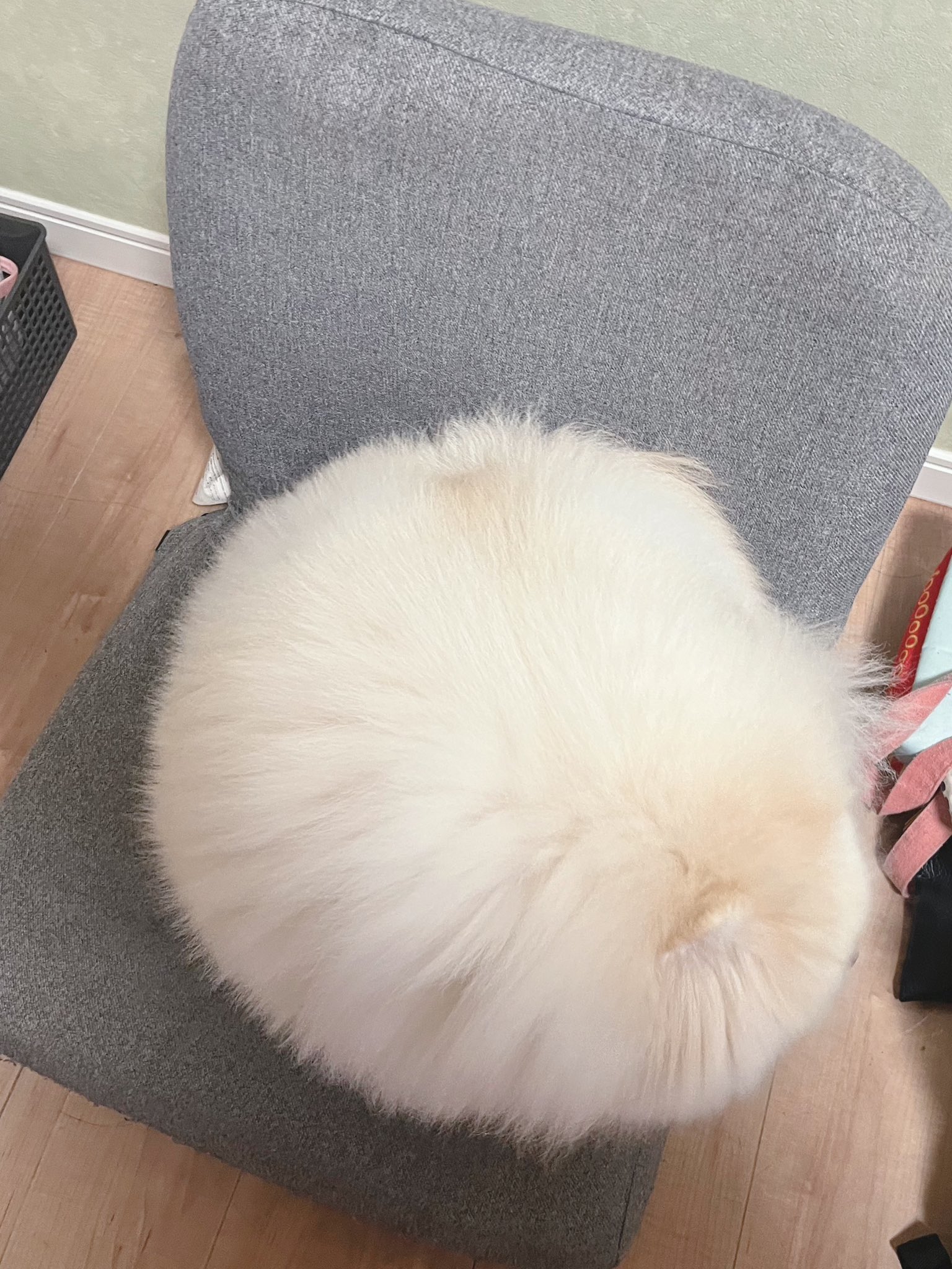 しろいぬさま 0609191352_6846b3e0a524b.jpeg