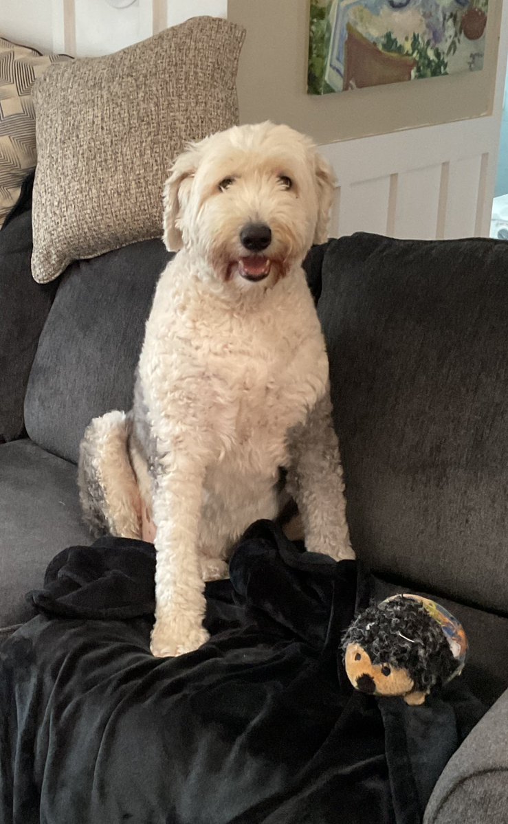 PhiladelphiAnne's tweet image. There’s been a terrible accident in the washing machine! I think something attacked Hamish the hedgehog. Ellie is upset, I am waiting for his “brother” to come visit while Hamish goes to the hospital for stitches, his pants are falling off! Ellie knows something is wrong