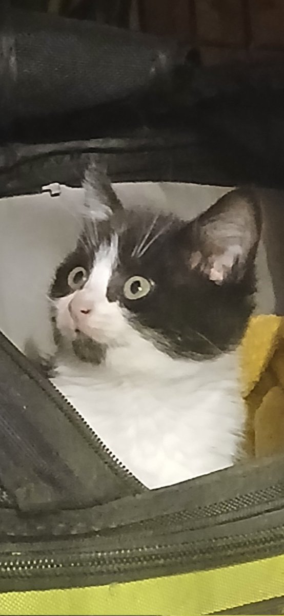 3rd kitten trapped today &amp; 3 more to go. Siobh is driving bk &amp; forth to Gort setting trap.This is how kittens eyes seal up.See her eyes compared to her sister.If she wasn't trapped &amp; with no one wiping her eyes they would dry up &amp; seal.#Kittens,just babies can suffer so much