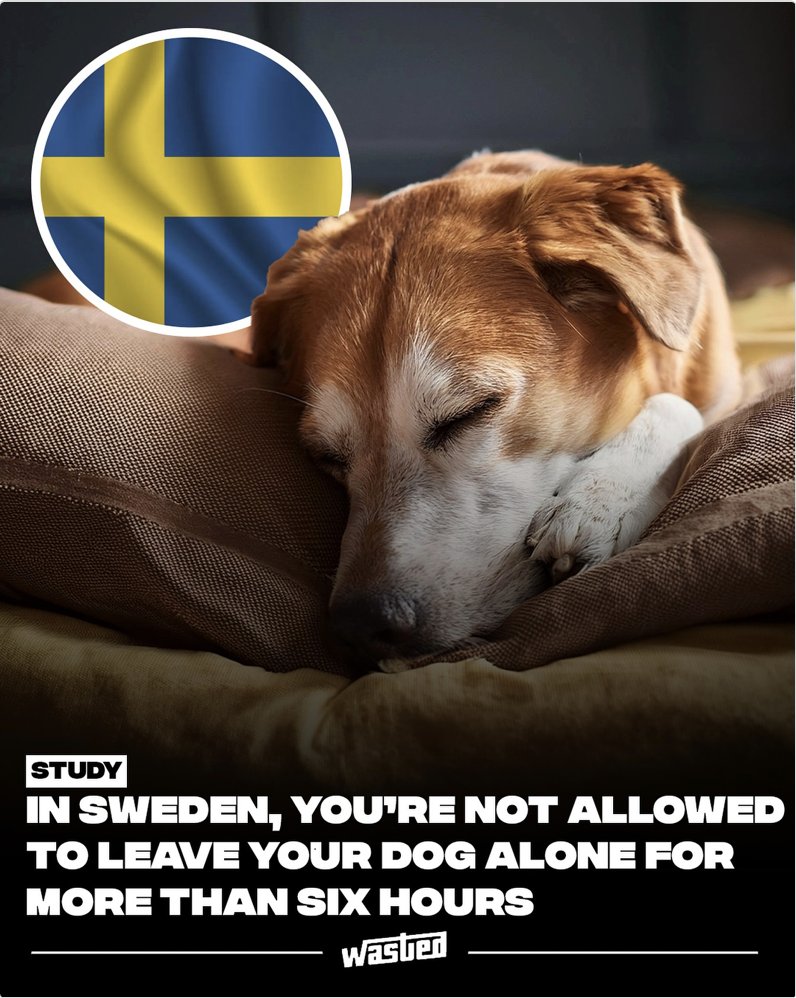 kimsantoshansen's tweet photo. Det samme burde gælde herhjemme. Hunden skal ikke være alene hjemme alt for længe af gangen. Jeg har en overbo, der på et tidspunkt passede en hund. Den lod de være hjemme alene i 10+ timer to dage i træk. Da jeg påpegede det, var de sådan "det bliver nok bedre i morgen"... https://t.co/iF8wa5qFJz