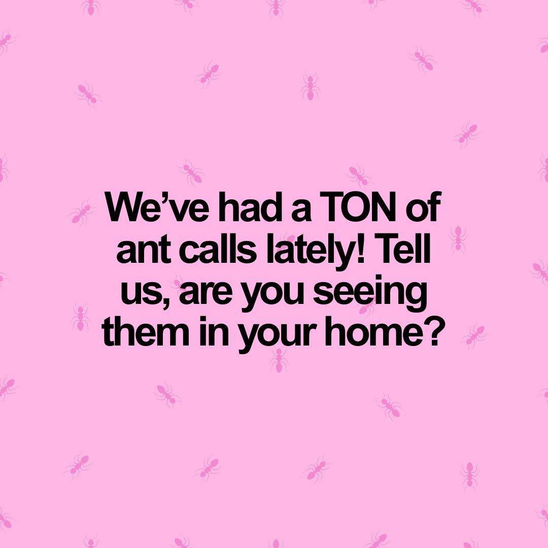 PPPestControl's tweet image. Ants marching into your kitchen? 🐜 You’re not alone—we’ve had a flood of calls about ant invasions lately!
Have you spotted them in your home? Let us know below ⬇️
And if they’ve overstayed their welcome, we’re here to help you show them the door—Pink Power style 
#AntProblems