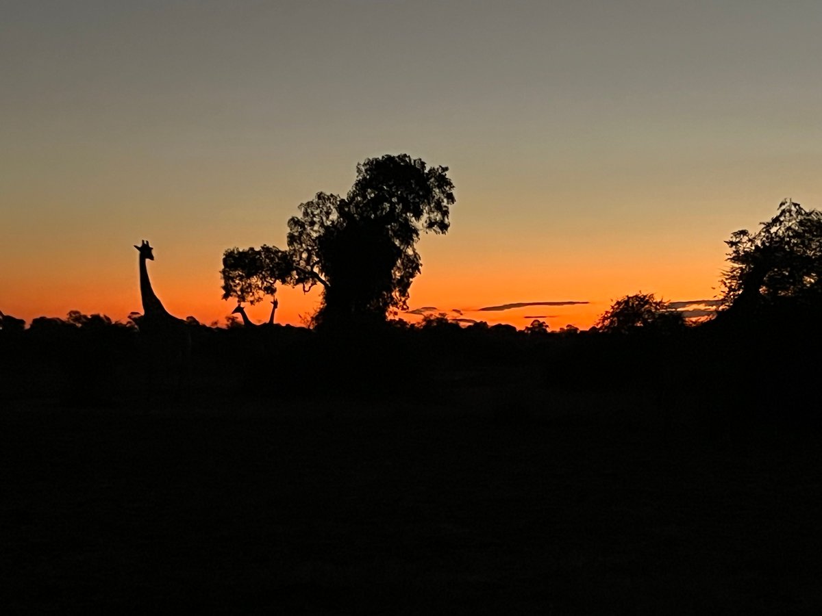 Rothschild Safaris tweet media