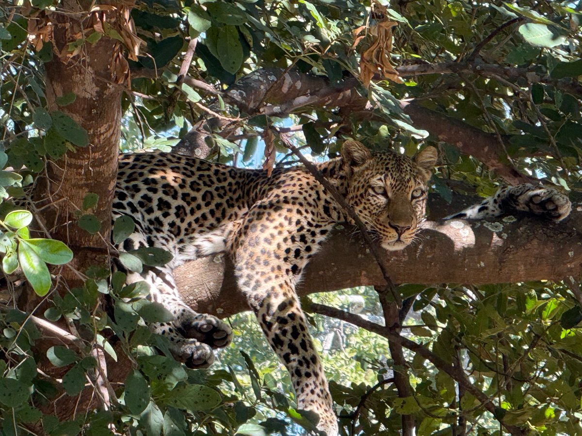 Rothschild Safaris tweet media