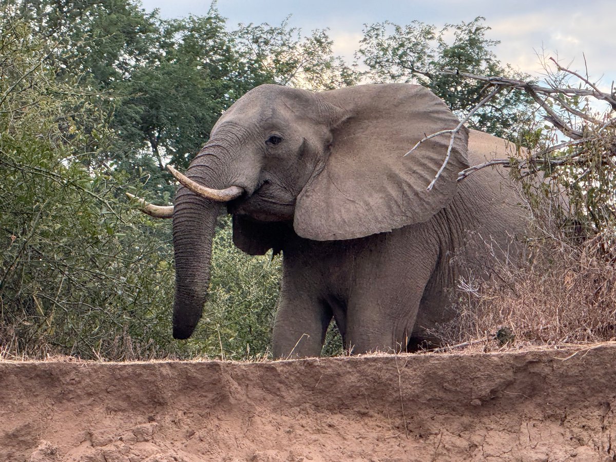 Rothschild Safaris tweet media